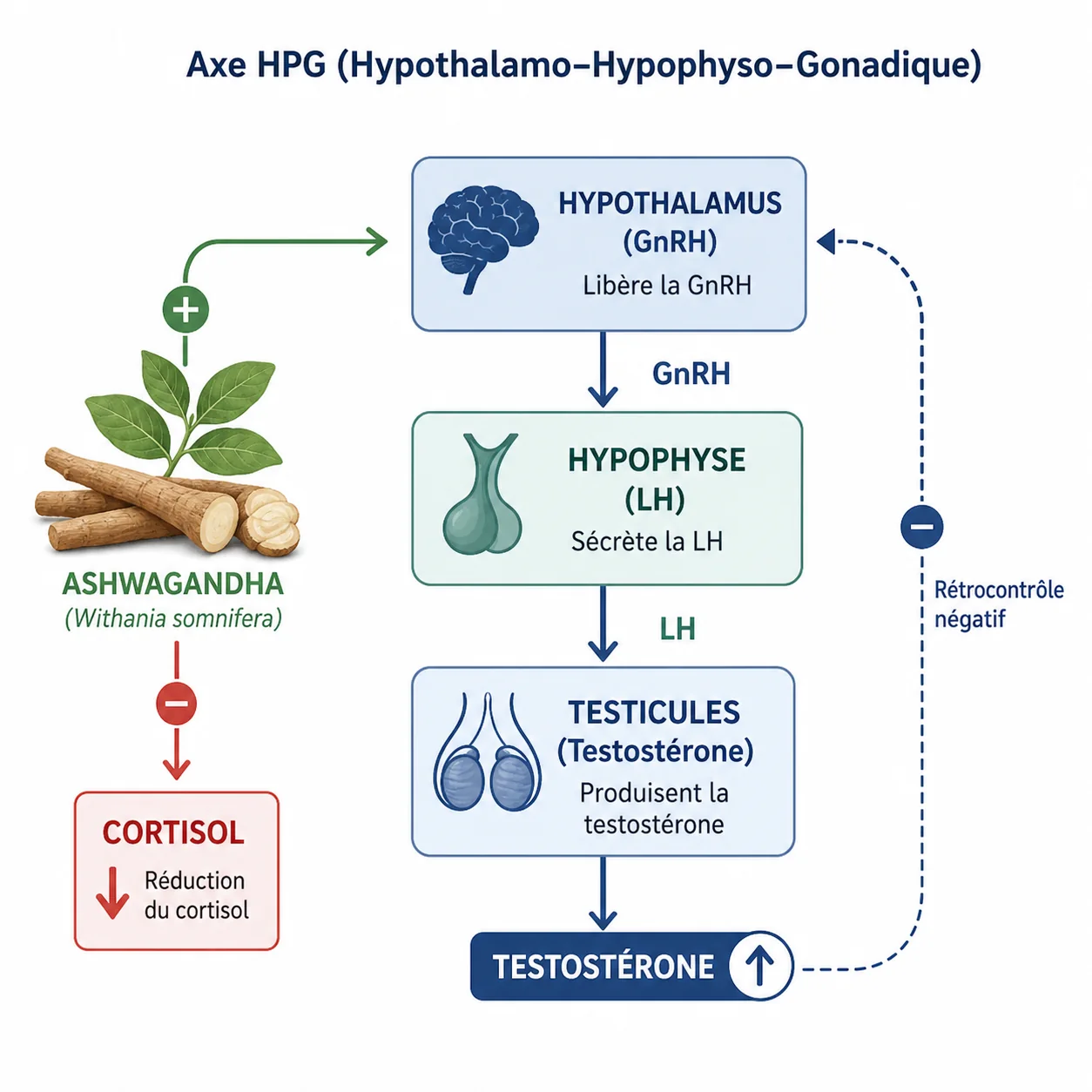 Schéma de l'axe HHG montrant l'effet de l'ashwagandha sur cortisol, LH et testostérone